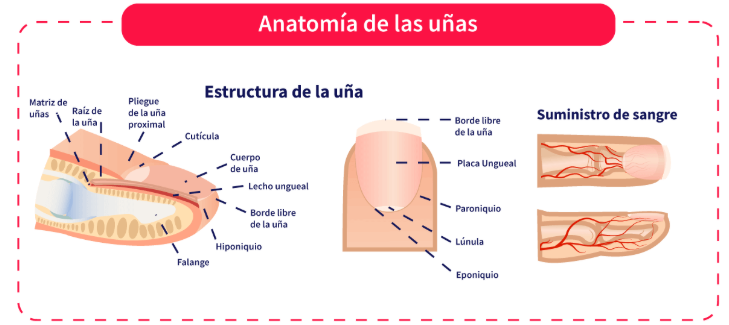 Imagen del artículo